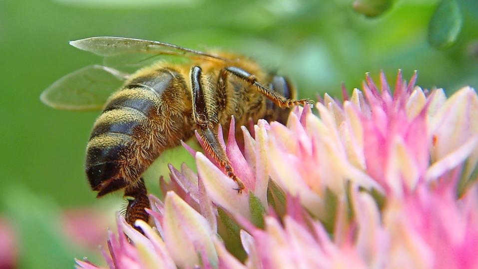 Fetthennen dienen Bienen und anderen Insekten als wichtige Nahrungsquelle.