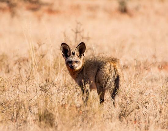 Die dritte zu den echten Füchsen zählende Gattung ist Otocyon mit dem in der west- und südafrikanischen Savanne lebenden Löffelhund (Otocyon megalotis), auch Löffelfuchs oder Grossohrfuchs genannt. Auch er braucht seine grossen Ohren zur Wärmeregulation. Seine Nahrung besteht zu 80 bis 90 Prozent aus Termiten.