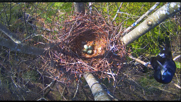 Die Webcam zeigts: Vier Eier liegen schon im Berner Saatkrähen-Nest.