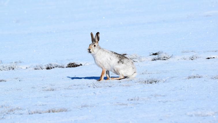 Tolai-Hase (Lepus tolai): Er hat ein riesiges Verbreitungs-gebiet, das vom Kaspischen Meer
in einem grossen Bogen nördlich
des Himalaja bis an die chinesische Ostküste reicht. Entsprechend besteht sein Lebensraum mal aus Halbwüste, mal aus Grasland und mal aus Bergsteppen.
