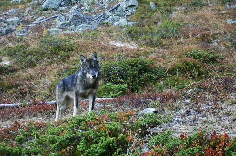 Dieser Wolf wurde in der Augstbordregion mittels einer Fotofalle abgelichtet.