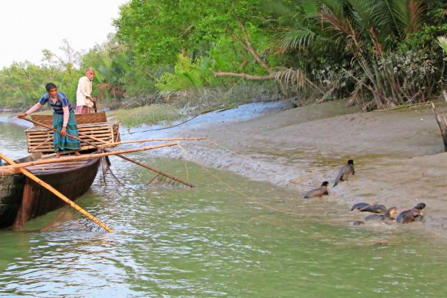 Heute ist der Brauch nur noch in den Sundarbans lebendig.