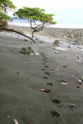 Der Guide hat Tapirspuren im Sand entdeckt.