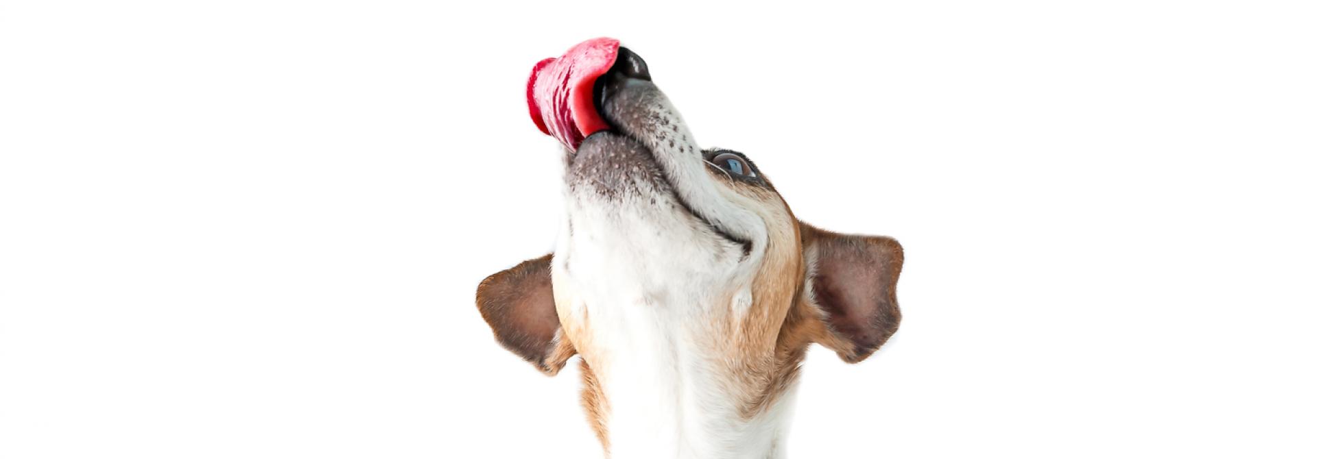 Dog Licking Dick