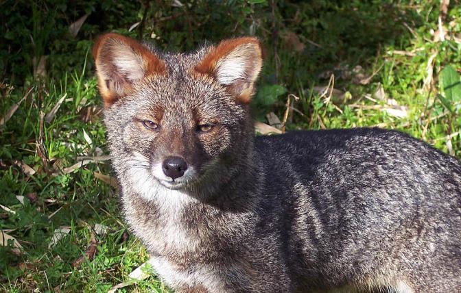 Der Darwin-Fuchs (Lycalopex fulvipes) ist stark gefährdet und auf ein winziges Gebiet and der Küste Chiles und der Insel Chiloé beschränkt. Entdeckt wurde er von Darwin persönlich als dieser sich auf dem Schiff «Beagle» auf seiner berühmten Weltumsegelung befand.