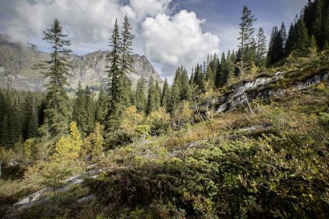 Blick in einen der unverfälschesten Wälder der Alpen liegt im Muotatal und gewährt Blick auf den Drusberg: