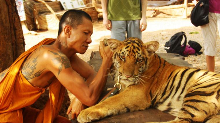Was den Touristen im Tempel geboten wird, sieht eindrücklich aus, entspricht aber nicht der Natur der Tiger.