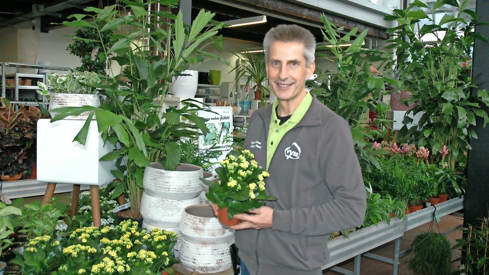 Damit das Kalanchoe auch daheim immer wieder blüht, ist es gemäss Karl Sennhauser wichtig, dass schon im Verkaufsgeschäft die Bedingungen für die Pflanze stimmen.
