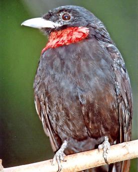Die Purpurkehlkotinga ist nur ganz selten in Vogelparks oder Zoos zu sehen.