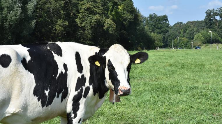 50 beantwortete Fragen zu tierklinik bad peterstal griesbach