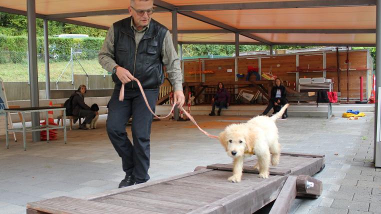 Keiner zu klein, später mal ein grosser Führhund zu sein: Goldendoodle Meilo übt auf der Gigampfi.