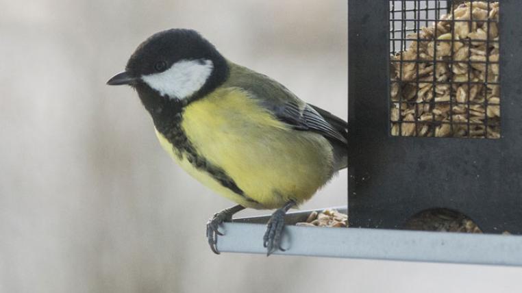 Das Füttern von Vögeln ist gut gemeint, kann aber negative Auswirkungen haben.