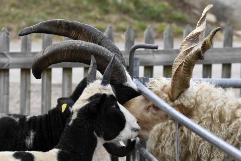 Zwei Schafrassen mit imposanten Hörnern beschnuppern sich: Jakobschaf und Zackelschaf.