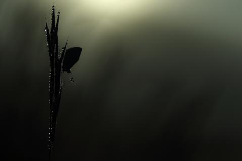 Einen Hauhechel-Bläuling im Morgentau fotografierte Simon Carder in der englischen Grafschaft Somerset.