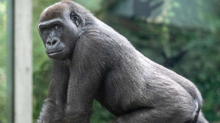 Nun ist der Tod desFlachlandgorilla-Weibchens Mawimbi im Zoo Zürich geklärt.