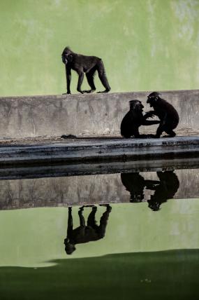 «Urban Monkey Business» von Michael Wiesner aus Basel.