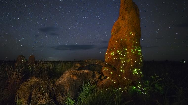 Mit dem Bild «The night raider» (der Nachträuber) gewann Marcio Cabral aus Brasilien in der Kategorie «Tiere in ihrer Umwelt». Es zeigt wie Termiten leuchten, bevor sie in den Nachthimmel fliegen, um sich zu paaren und einen Ameisenbären, der sich schneinbar an ihnen gütlich tut. Entstanden ist das Bild im brasilianischen Nationalpark Emas.