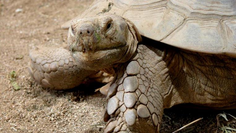 Und plötzlich war sie da: Wie die Spornschildkröte (Centrochelys sulcata)auf die Terrasse eines Mannes kam, ist noch unbekannt.