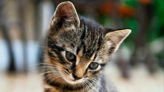Ostersonntag: Von Grzimek bis zum Katzenvideo (WDR, 12.15 Uhr, 90 Minuten) Nach zwei intensiven und lehrreichen TV-Tagen darf es am Sonntag auch einmal entspannter sein. Das Schmunzeln soll nicht zu kurz kommen. Darum geht es auch in dieseneineinhalb Stunden. Sie nehmen uns mit auf eine Reise durch sechs Jahrzehnte. 60 Jahre Fernsehen mit und über Tiere, ist das Thema. Unter anderem geht die Zusammenstellung des «WDR» den Fragen nach, warum der Eisbär «Knut»weltweit bekannt wurde, was passiert, wenn man einen Gepard mit ins Studio bringt, was Heino mit Robbenbabys zu tun hat, und warum Katzen im Internet so populär sind. Dieser Rückblick wird von prominenten und tierliebenden Gästen kommentiert.