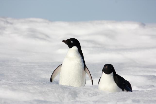 DieAdéliepinguine leben in der Antarktis in grossen Verbänden von mehreren adulten und Jungtieren. Was hier so herausgeputzt aussieht, hat eine ganz spezielle Note ...