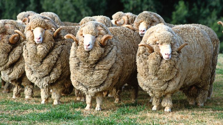 Australischen Merino-Schafen wurden viele zusätzliche Hautfalten angezüchtet, damit sie mehr Wolle geben.