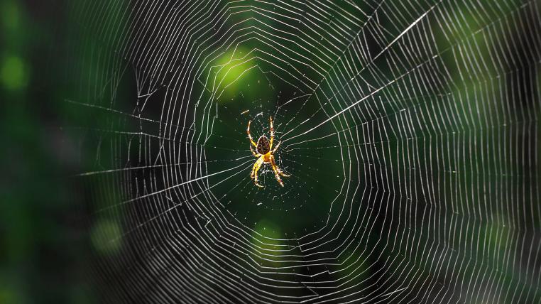 Es gibt Spinnen, die ihr kunstvolles Netz jeden Tag neu bauen.