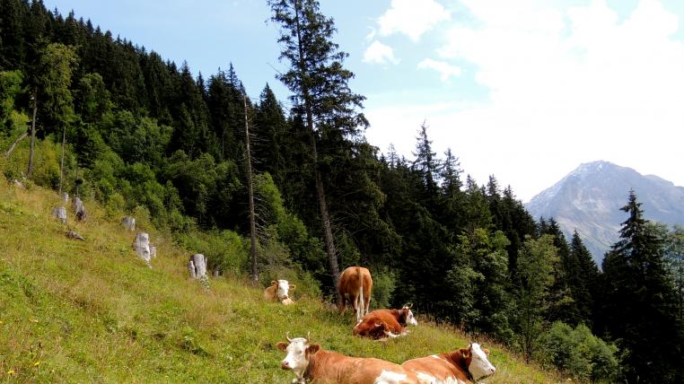 In der Schweiz gibt es genügend Weiden, auf denen Kühe artgerecht ernährt werden könnten.