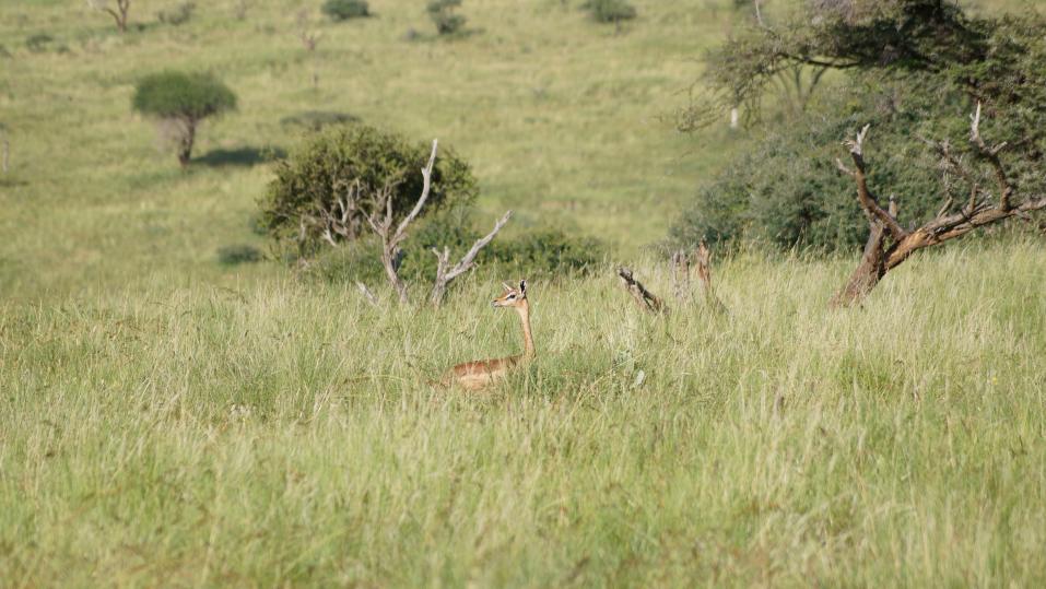 Scheu guckt das Gerenuk mit seinem giraffenartigen Halsaus dem Gras.