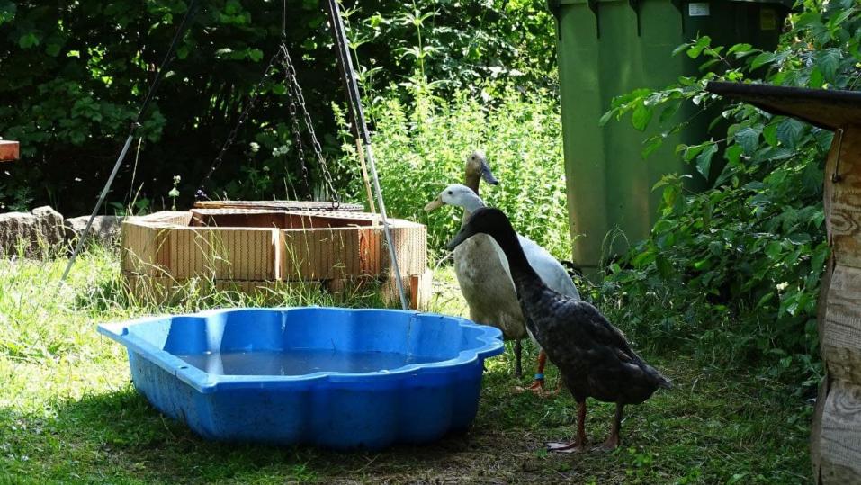 Damit die Enten den Schneckenschleim herunterspülen können, muss stets frisches Wasser bereitstehen.