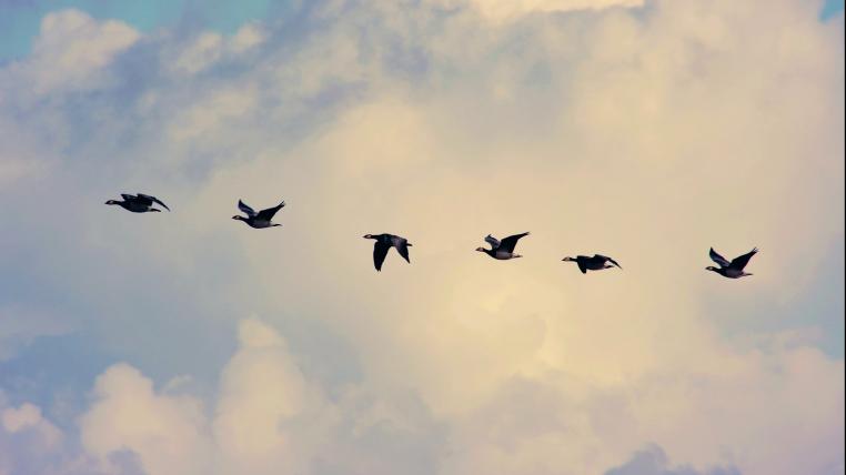 Zugvögel können sich aus verschiedenen Gründen verfliegen. Eine Erklärung ist die Möglichkeit des «verdriftens».