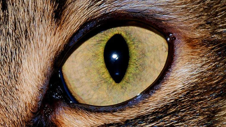 Was die Pupillenform über das Tier verrät 