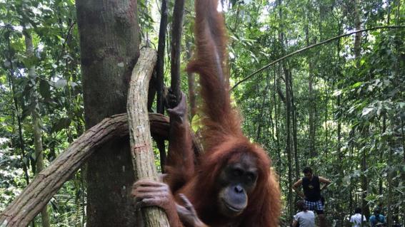 Der wilde Norden Sumatras, Dschungeltour zu den Orang Utans (3Sat, 4.30 Uhr, 45 Minuten) Der TV-Reigen beginnt in aller Herrgottsfrüh, mit einem Streifzug durch den wilden Norden Sumatras. Den Abstecher zu den Orang Utans sollte man sich nicht entgehen lassen. Wem die Sendezeit zu unwirtlich ist, kann die Doku in der Reply-Funktion nachschauen. Und wer erst im Morgengrauen ins Bett geht, kann sie sich als «Bettmümpfeli» gönnen... «Der wilde Norden Sumatras» erzählt von Sumatra, der indonesische Hauptinsel, zugleichsechstgrösste Insel der Welt. Sie erstreckt sich über 1.700 Kilometer von Nordwest nach Südost. Der Äquator zieht sich in der Mitte durch die maximal 370 Kilometer breite Insel. Sumatra ist zum größten Teil vom tropischen Regenwald bedeckt, der 2004 als Naturdenkmal in die UNESCO Welterbeliste aufgenommen wurde. Entsprechend viel gibt es zu entdecken.