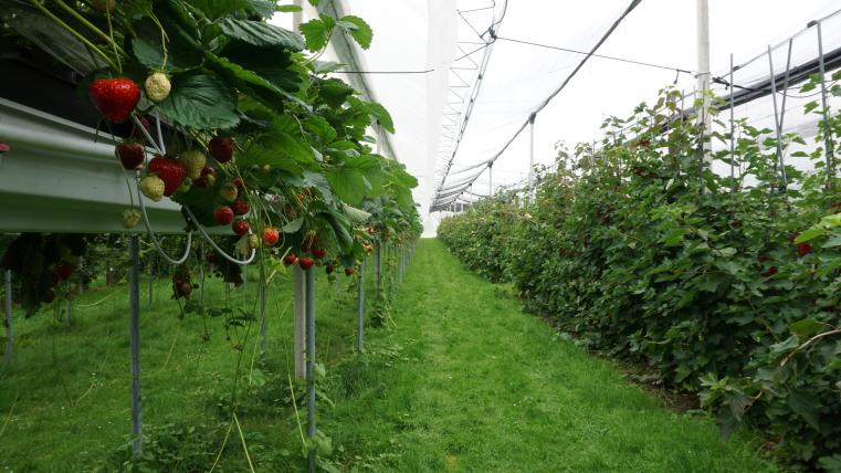 Erdbeeren bauen Eichenbergers sowohl im Freiland wie auch auf Stellagen an. Der Vorteil hier ist, dass Wasser- und Nährstoffmengen genau kalkuliert werden können – es ist also sehr effizient und spart durch die Regenabdeckung einige Pflanzenschutzbehandlungen ein.