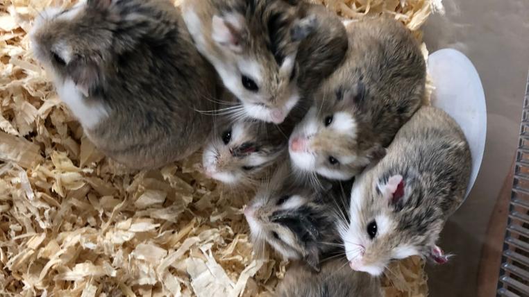 Sieben der 14 Hamster, die vor dem Tierheim an der Birs ausgesetzt wurden.