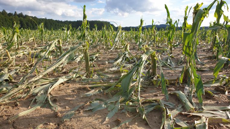 Gemüse- und Ackerkulturen haben beim jüngsten Hagelunwetter Anfang letzter Woche grossen Schaden genommen.