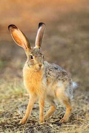 Buschhase (Lepus saxatilis): Er lebt vor allem in Südafrika und ist der etwas grössere Cousin des Kaphasen. Er profitiert von den unzähligen Nationalparks in der Region, in denen er sich von Jägern unbehelligt bewegen kann– dort ist er aber auch willkommene Beute der ebenso unbehelligten Raubtiere