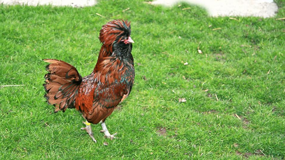 Der Hahn ist immer aufmerksam und warnt seine Hühner vor allfälligen Gefahren.