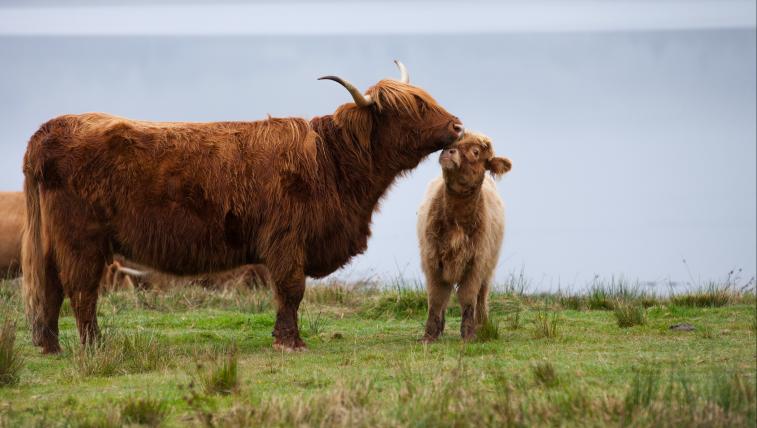 Aus Grossbritannien: Highland Cow