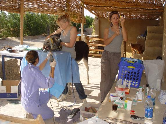 Impressionen vom «Bluemoon Animal Center» in Hurghada.