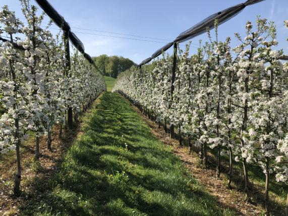 Lamprechts bewirtschaften zwei Obstanlagen mit Äpfeln und Birnen. Hier zeigen sich Apfelbäume der Sorte Gala in voller Blüte.