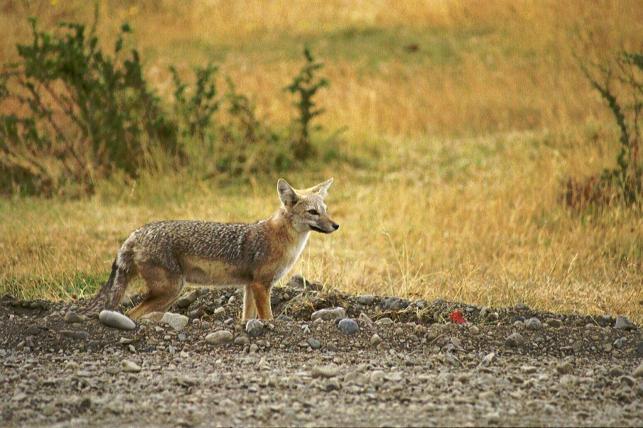 Nicht gefährdet ist dagegen der Argentinische Kampffuchs (Lycalopex griseus). Er kommt in der südlichen Hälfte von Südamerika auf beiden Seiten der Anden vor.