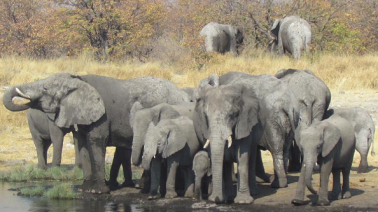 Das typische «Trompeten» der Elefanten macht nur einen Teil ihrer komplexen Kommunikation aus.