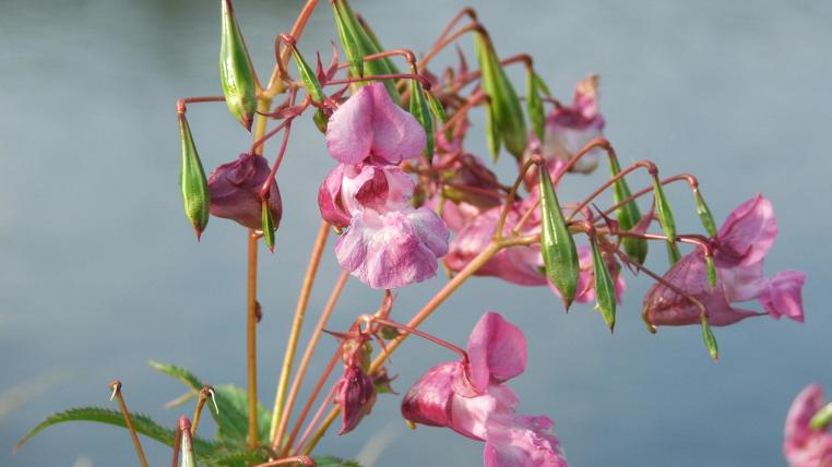 Neophyten wie das Drüsige Springkraut(Impatiens glandulifera)sind Naturschutzorganisationen wie BirdLife Schweizein Dorn im Auge. Dass der Verkauf solcher Pflanzen verboten werden soll, istein weitererSchritt bei der Bekämpfung.