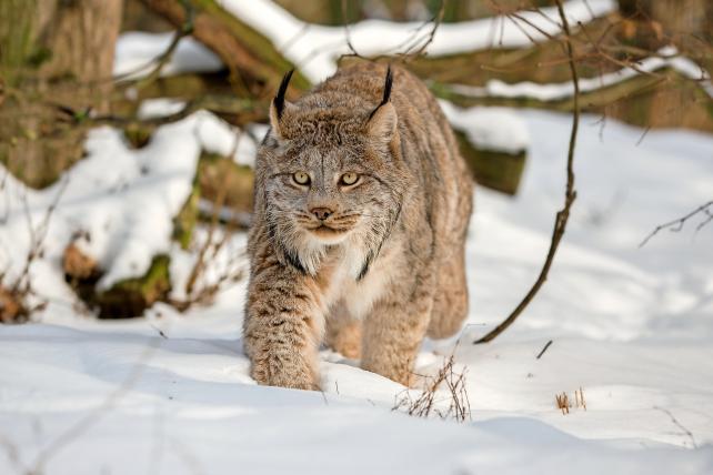 Wer ist durch den Schnee gestapft? Kanadas Luchs (Lynx canadensis)geht an einem sonnigen Tag tief im Wald spazieren. Fährtenlesen ist eine Wissenschaft. Und nicht immer lässt sich anhand eines Fussabdrucks zweifelsfrei bestimmen, welches Wildtier da durch den Morast oder den Schnee gegangen ist. Indem sie Trittsiegel im Schnee einsammelten und auf DNA untersuchten, wiesen US-Forscher in den Rocky Mountains schwierig zu beobachtende Wildtiere wie den Kanadaluchs, den Vielfrass oder den Fischermarder nach.