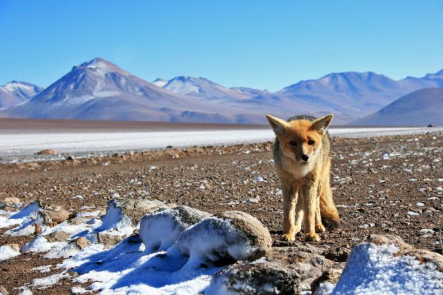 Gehen wir nun nach Südamerika. Auch hier gibt es Füchse, und zwar die Gattung der Andenfüchse (Lycalopex). Der Culpeo (Lycalopex culpaeus) wird oft auch einfach als Andenfuchs bezeichnet. Andere Namen sind Andenschakal oder Magellanfuchs. Er lebt von Kolumbien bis Feuerland in den westlichen Anden auf Höhen von 1000 bis 4500 Meter.