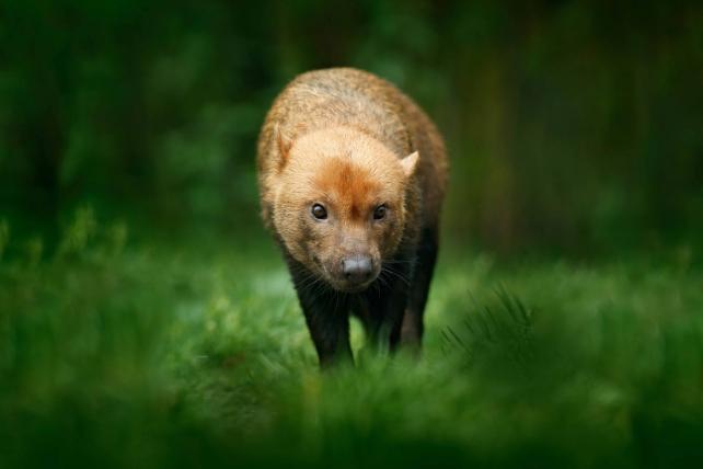 Obwohl der Waldhund (Speothos venaticus) ein grosses Verbreitungsgebiet in der nördlichen Hälfte Südamerikas hat, listet die IUCN auch ihn als «potentiell gefährdet». Er lebt bevorzugt in Tieflandwäldern in der Nähe von Flüssen und Seen.