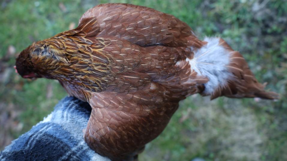 Diese Henne wird vom Hahn oft getreten, was die kahle Stelle auf dem Sattel beweist.