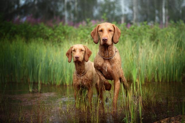 Aus Russland kommt das drittplatzierte Foto in der Kategorie «Dogs at Work». Es zeigt die Drahthaar-Viszlas Dio und Afina. Sie sind Jagdhunde und haben etwas gerochen.