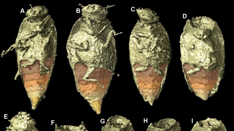Triamyxa coprolithica ist das erste Insekt, dass in versteinertem Kot gefunden wurde.