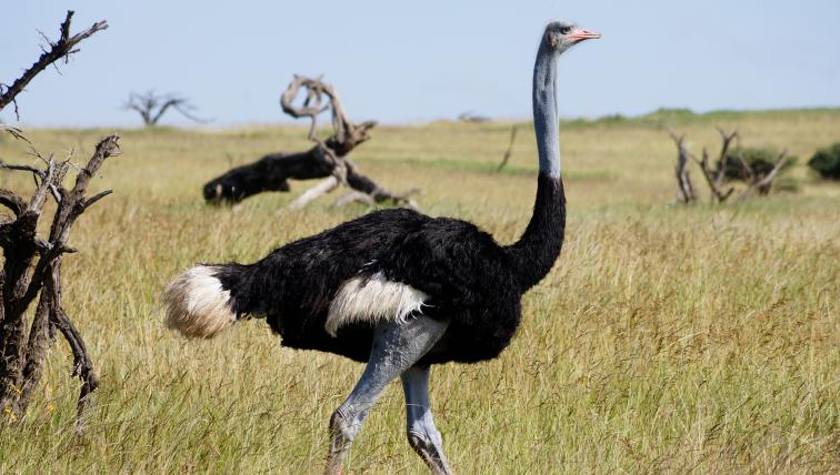 Auch der Strauss ist in Lewa heimisch – er ist der grösste Vogel der Welt.